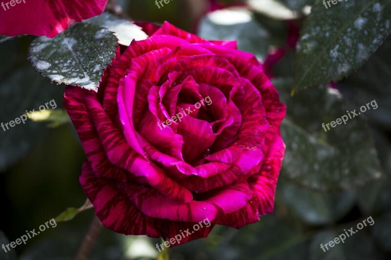 Rosa Purple Flower Ornamental Flower Flower Pink Purple