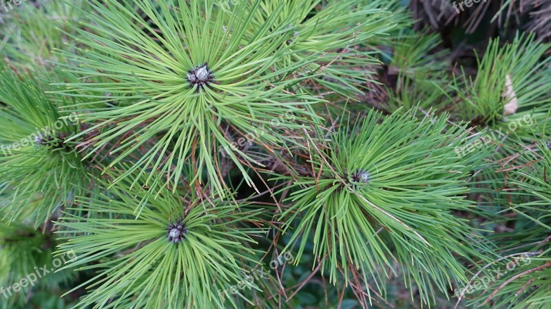 Black Pine Pine Needles Conifer Pine Branch Free Photos