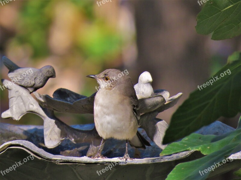 Bird Mockingbird Songbird Wildlife Free Photos