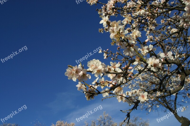 Almond Tree Flowers White Flowers Almond Tree White Flowers Flower