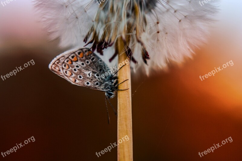 Butterfly Dandelion Flying Seeds Seeds Close Up