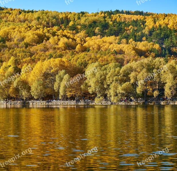 Autumn Trees Lake Autumn Flowers The Leaves Are