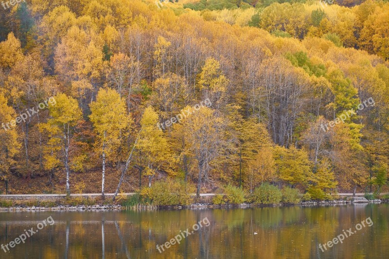 Autumn Trees Lake Autumn Flowers The Leaves Are