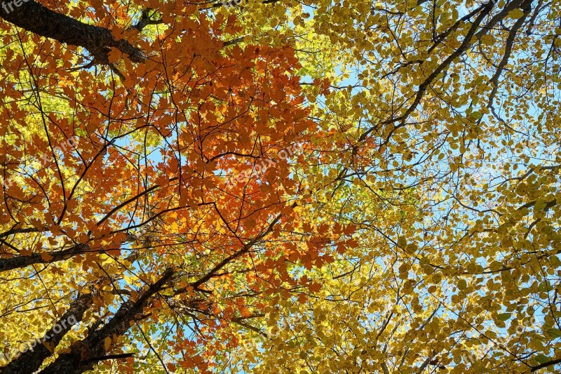 Autumn The Leaves Are Trees Nature Dry Leaves