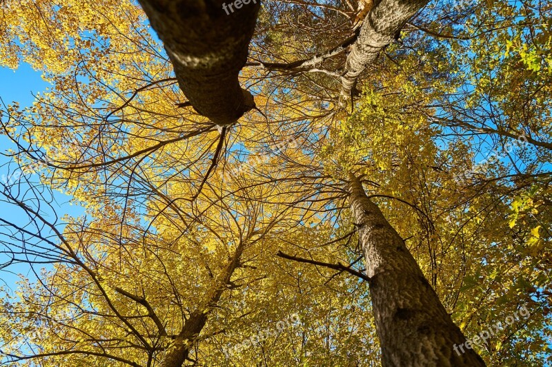 Autumn The Leaves Are Trees Nature Dry Leaves