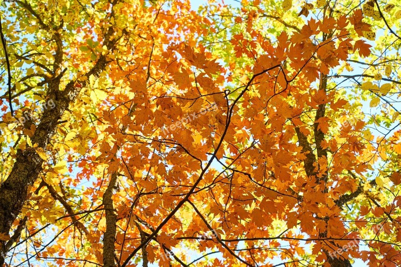 Autumn The Leaves Are Trees Nature Dry Leaves