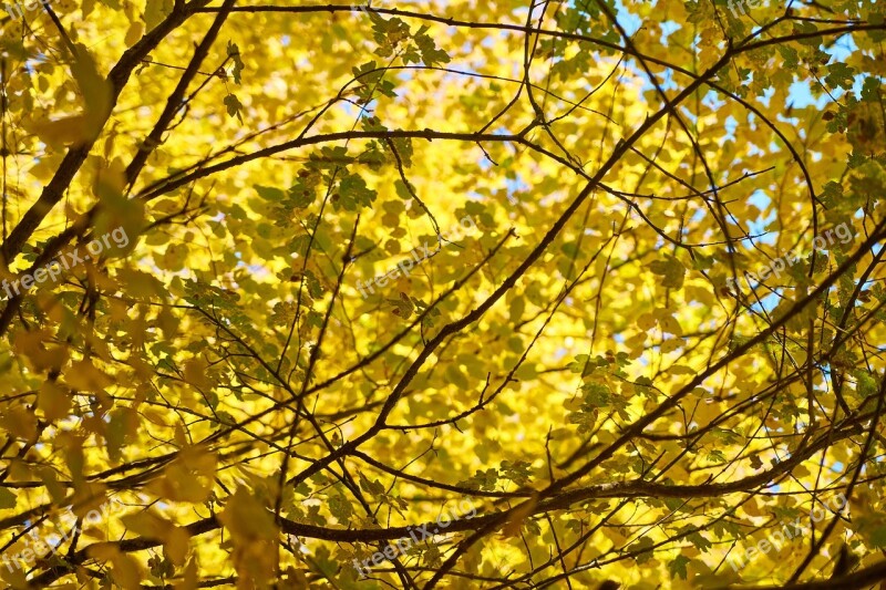 Autumn The Leaves Are Trees Nature Dry Leaves