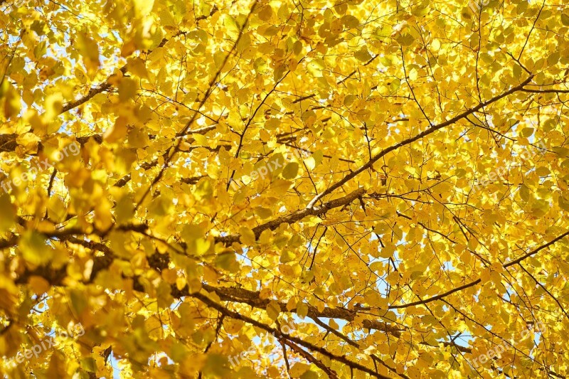 Autumn The Leaves Are Trees Nature Dry Leaves