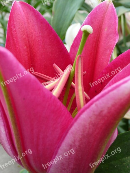 Blossom Bloom Red Lily Half Open