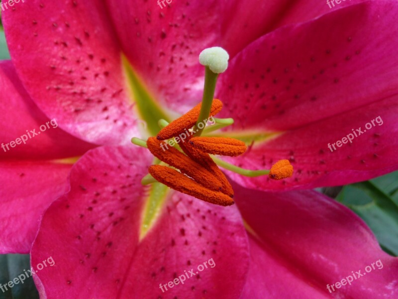 Blossom Bloom Close Up Flower Red Flower