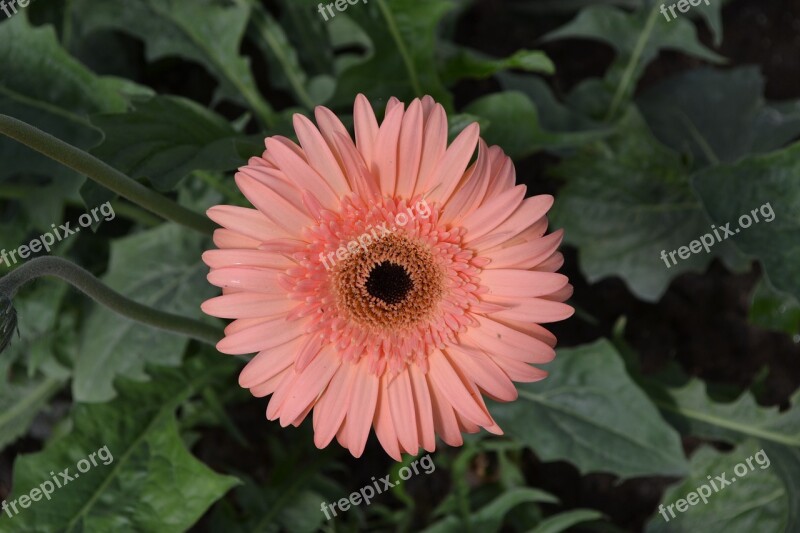 Gerbera Flower Floral Free Photos