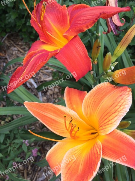 Lys Flower Orange Red Free Photos