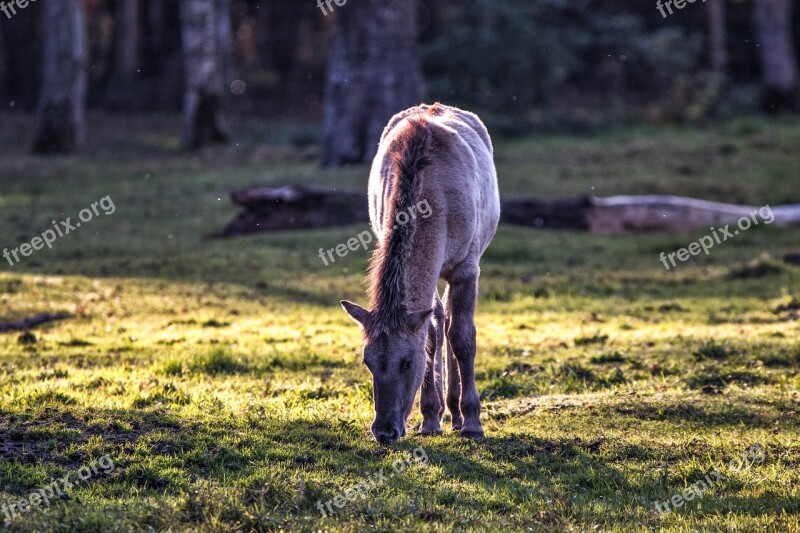 Brumby Horses Wild Horses Horses Freilebend Flock