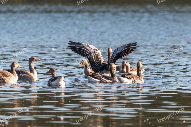 Canada Goose Goose Geese Lake Water