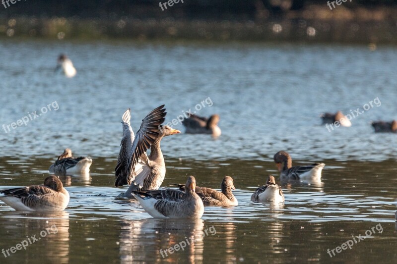 Canada Goose Goose Geese Lake Water