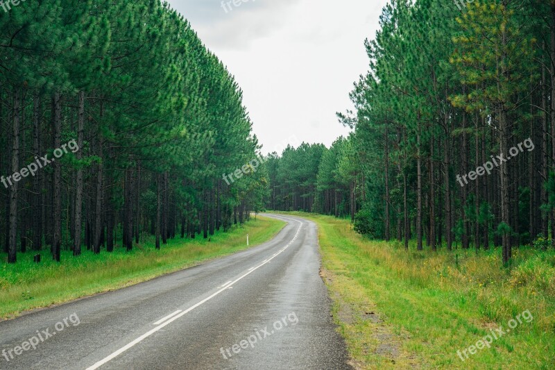 Australia Sunshine Coast Road Forest Tree