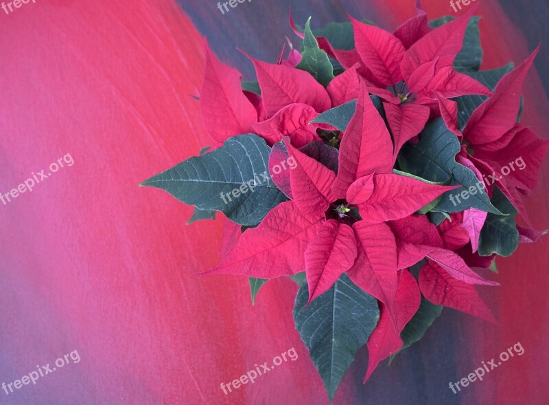 Poinsettia Background Christmas Red Decoration