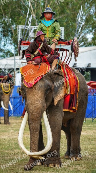 Elephant Festival Warrior Surin Thailand