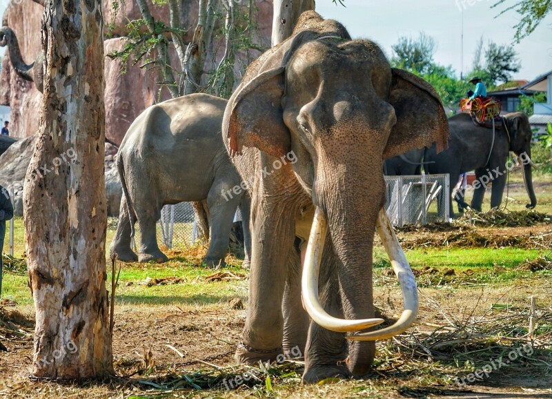 Elephant Old Tusks Surin Festival