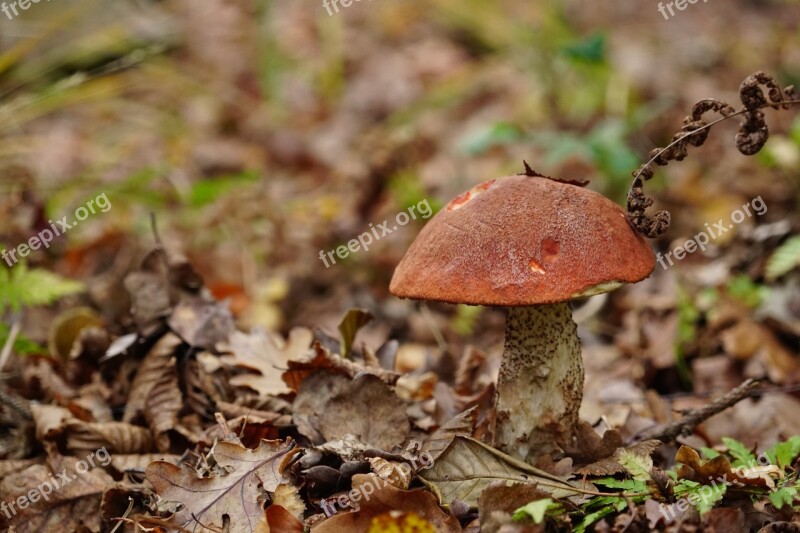 Mushroom Autumn Leaves Forest Nature