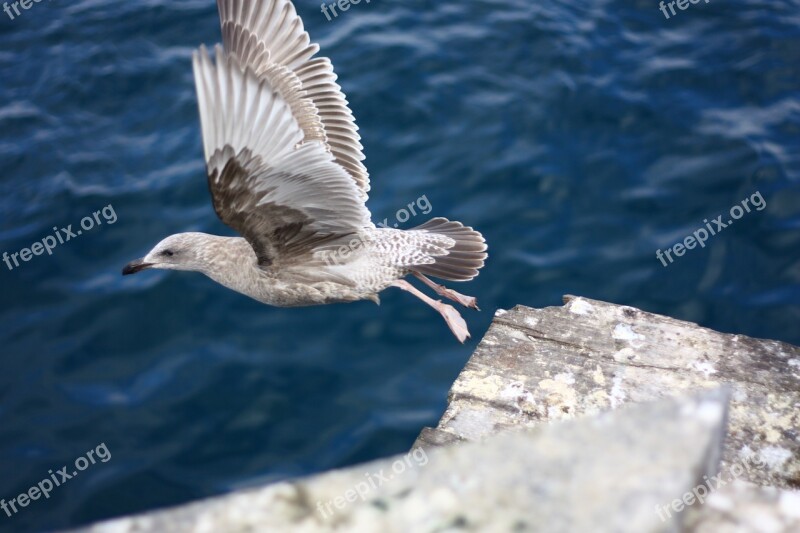 Flight New Seagull Emergency Beach