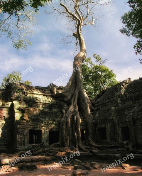 Cambodia Prohm Ta Prohm Temple Angkor