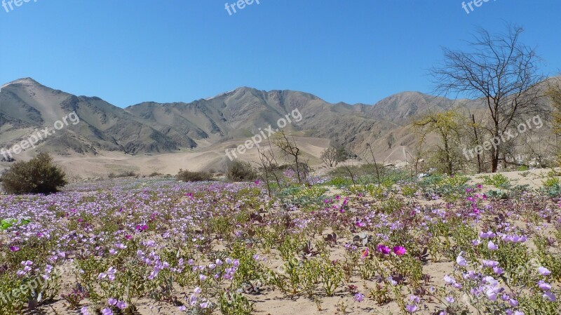 Flowery Copiapo Chile Free Photos