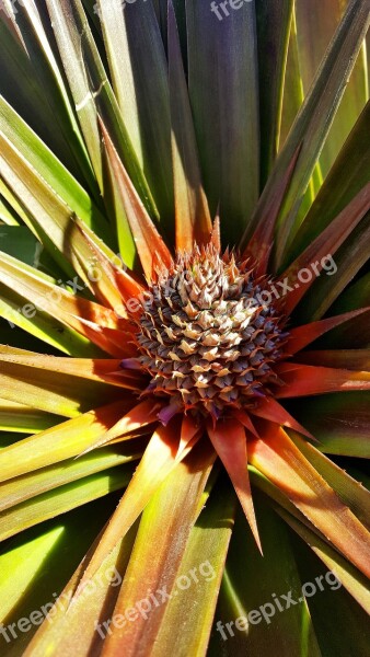 Plant Flower Pineapple Life Nature