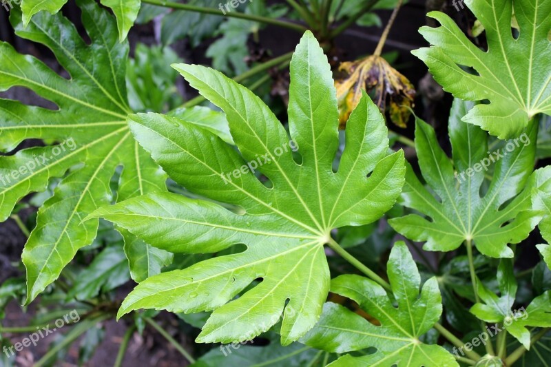 Leaf Nature Foliage Organic Environment