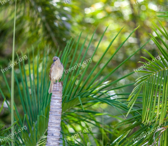 Figbird Sphecotheres Vieilloti Townsville Region Waterways Parks Free Photos