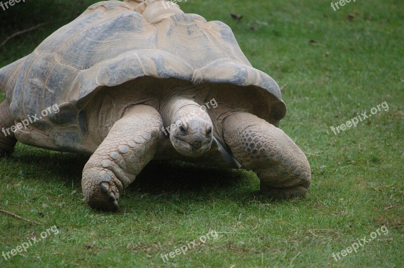 Tortoise Giant Tortoise Galápagos Slow Free Photos