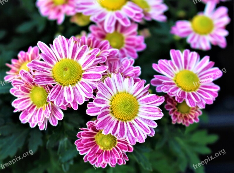 Flowers Chrysanthemum Flower Plant Garden