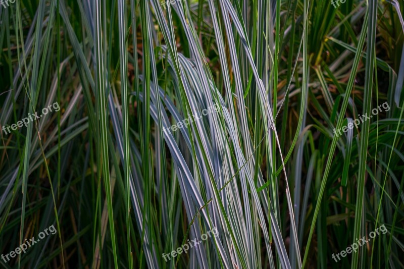 Grass Thatched Weeds Free Photos