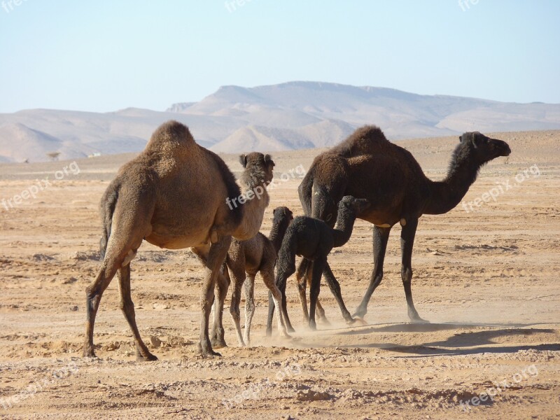 Camels Desert Morocco Free Photos