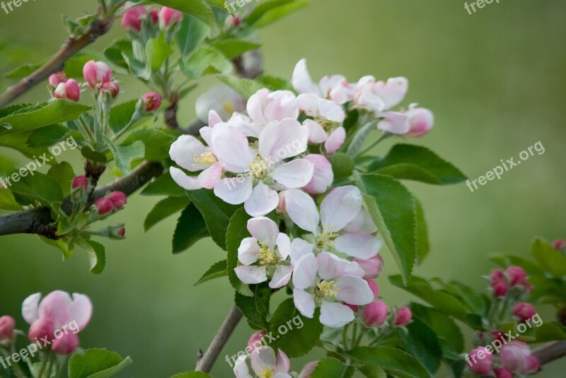 Manzano Flowering Spring Tree Antioxidants