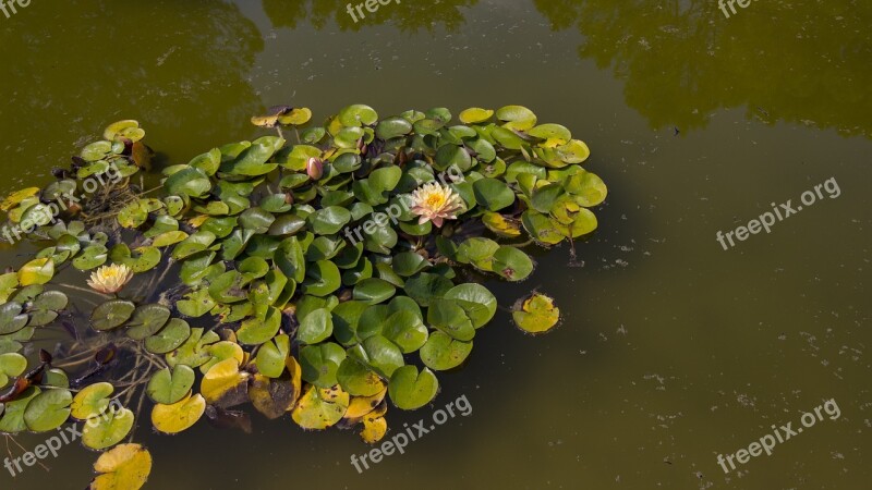 Water Lilies Pond Aquatic Plant Lake Rose Water