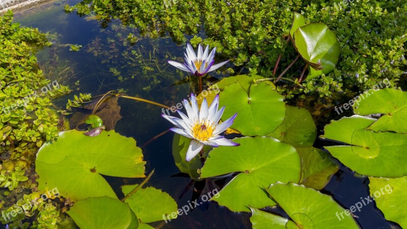 Water Lily Pond Aquatic Plant Lake Rose Water