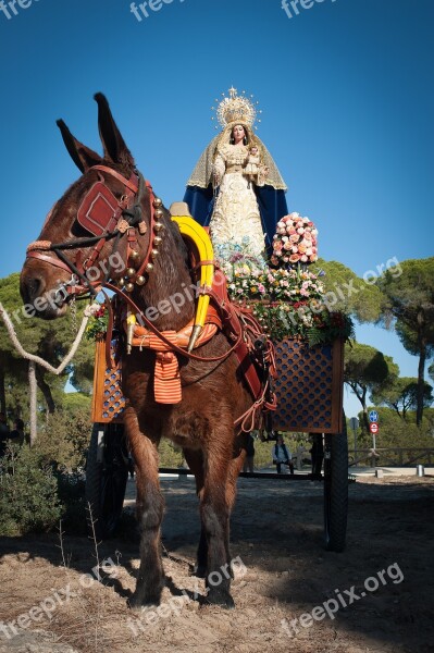 Horse Festival Sainte Free Photos