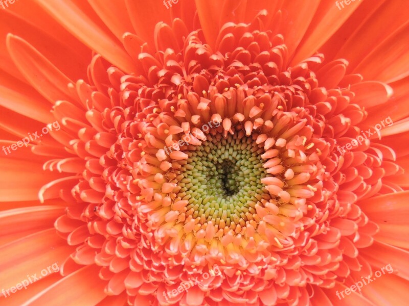 Flower Orange Spring Garden Gerbera