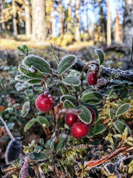 Cowberry Lingonberry Twig Plant Berry Autumn