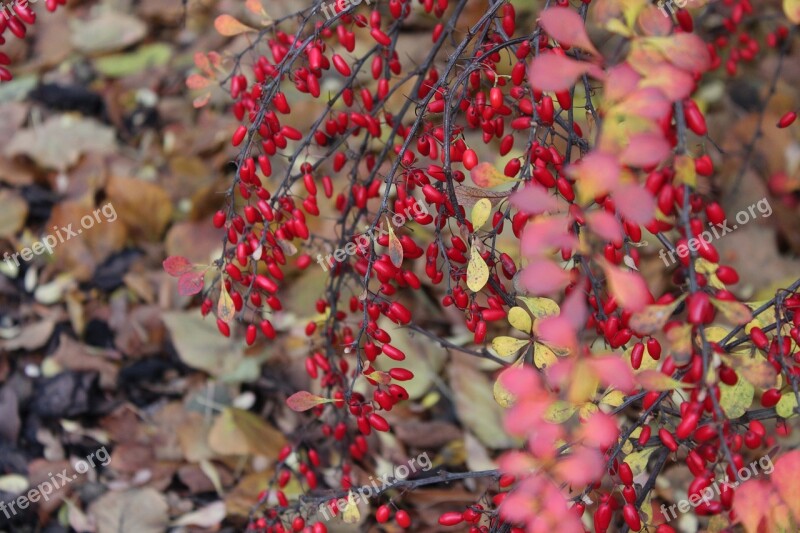 Barberry Bush Autumn Ornamental Shrub Red Fruits