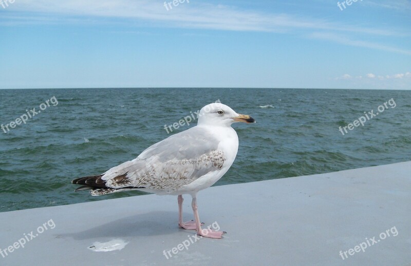 Seagull The Baltic Sea The Coast Nature Free Photos