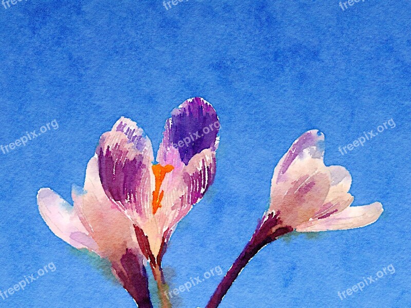 Art Watercolour Flower Free Photos