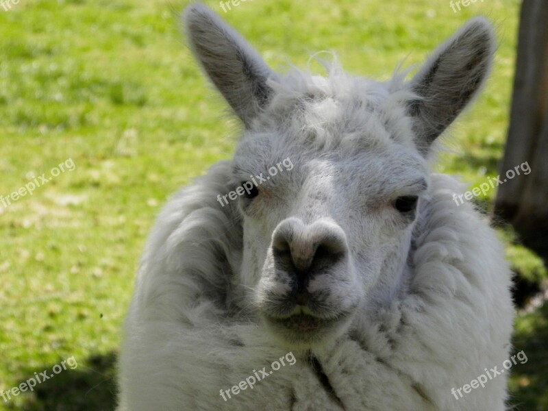 Alpaca Auquénido Andean Andean Animals Peru