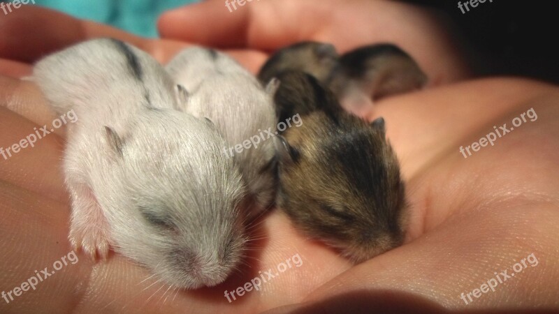 Hamster Pups Hamster Hamster Puppies White Gray