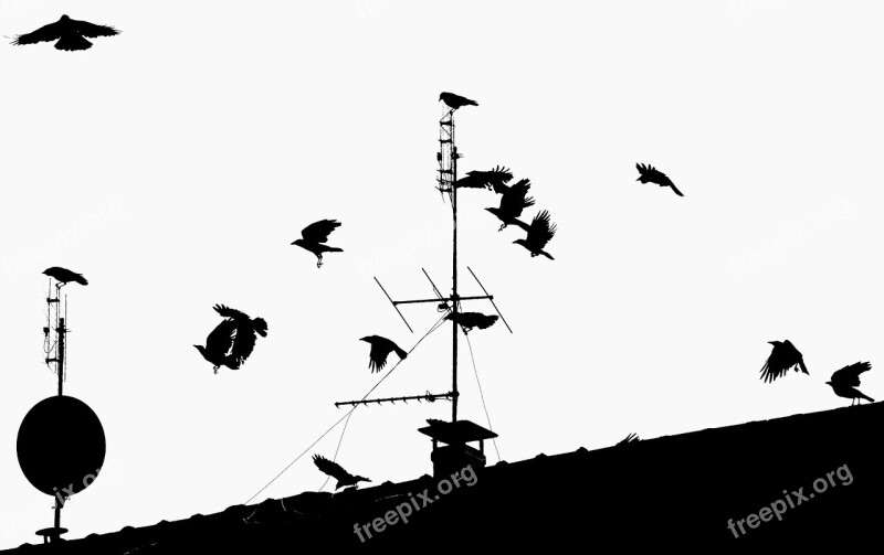 Crow Ravens Birds Flight Fly