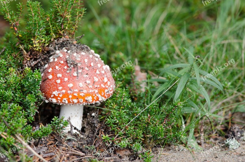 Muhamor Mushroom Basket Autumn Edible Mushrooms