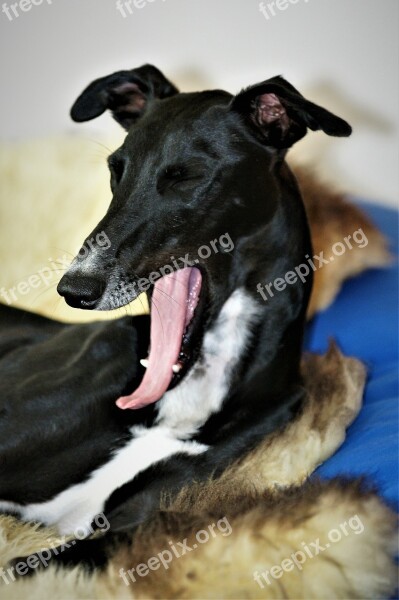 Dog Galgo Greyhound Yawn Portrait