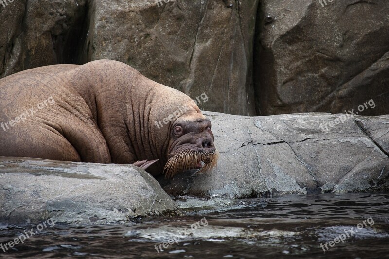 Walrus Animal Zoo Meeresbewohner Thick