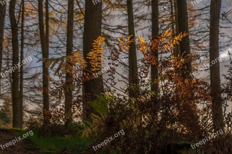 Forest Fern Bracken Plant Leaf